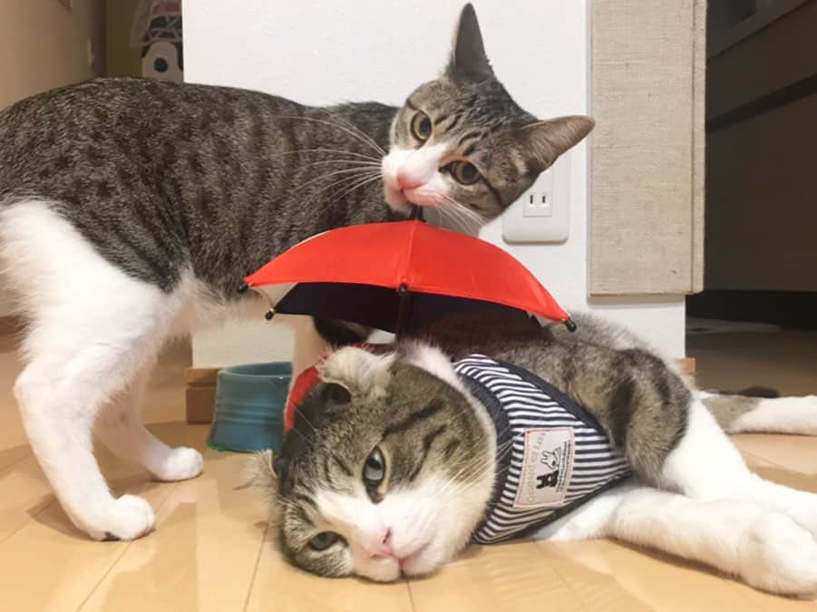 スノーさんのインスタグラム写真 - (スノーInstagram)「When it’s raining and you don’t wanna go to school / the office! • #catsofinstagram #cats_of_instagram #catstagram #catofinstagram #instagood #cat #cats #kucing #gato #chat #catloversclub #catlover #9gag #weeklyfluff #pleasantcats #kedi #katze #kawaii #neko #instagramjapan #고양이 #кот #แมว #猫 #ふわもこ部 #ペコねこ部」5月17日 17時45分 - curlysnow0915