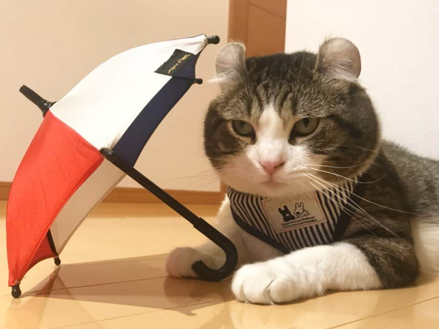 スノーさんのインスタグラム写真 - (スノーInstagram)「When it’s raining and you don’t wanna go to school / the office! • #catsofinstagram #cats_of_instagram #catstagram #catofinstagram #instagood #cat #cats #kucing #gato #chat #catloversclub #catlover #9gag #weeklyfluff #pleasantcats #kedi #katze #kawaii #neko #instagramjapan #고양이 #кот #แมว #猫 #ふわもこ部 #ペコねこ部」5月17日 17時45分 - curlysnow0915