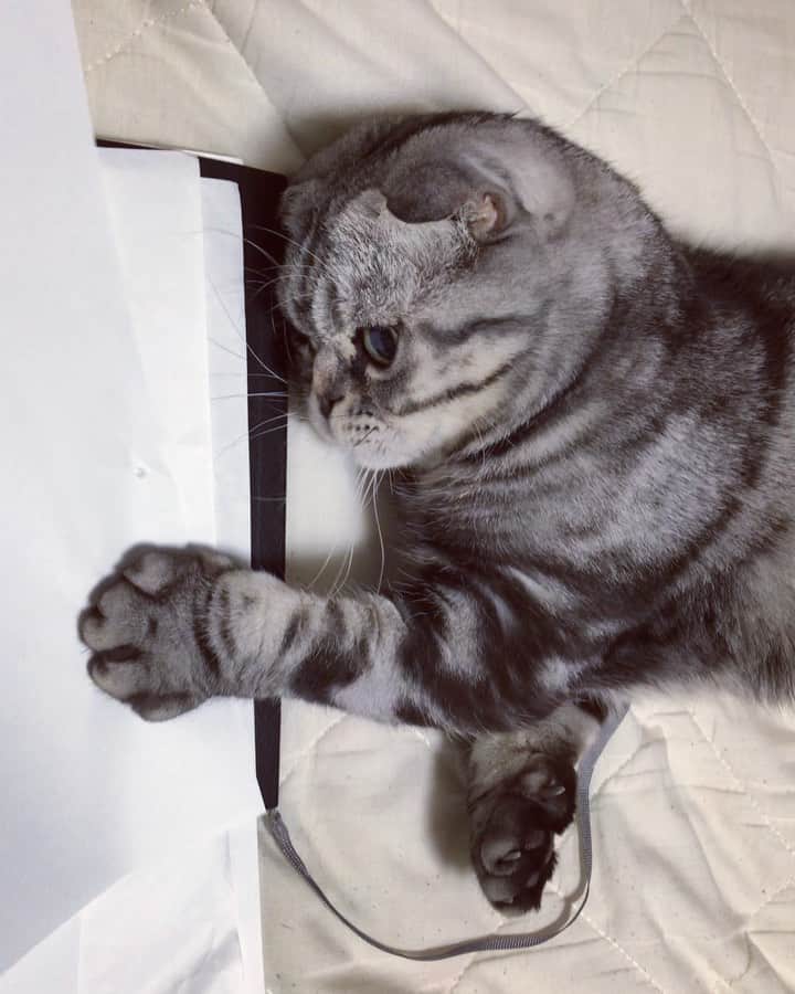 Shishi-maruのインスタグラム：「🐱紙スキー 🐱He likes papers. ーーーーーーーーーーー 📕「ぷっちねこ。」単行本発売中 📗「3匹のちいさな猫を召喚できたなら」 📘「ちいさな猫を召喚できたなら」重版出来 ーーーーーーーーーーー ⭐︎ねこ漫画を描いています→@tacos_cat 🐱公式→@chiisanacat 🌺Twitter →@taco_emonemon ーーーーーーーーーーー」