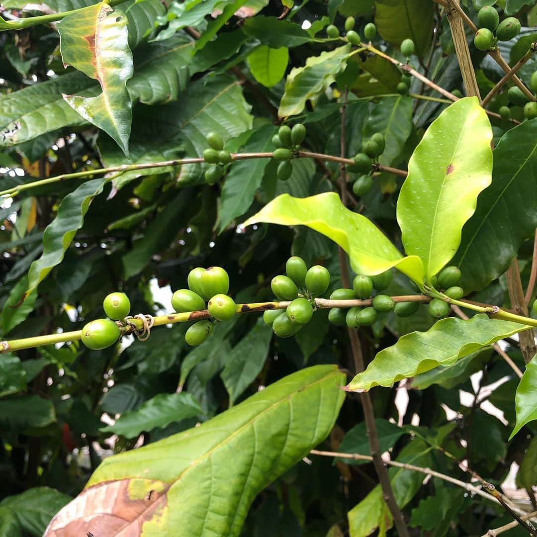 佐伯紅緒さんのインスタグラム写真 - (佐伯紅緒Instagram)「【村松小農園】  ハワイ島に来ています。 飛行機で朝着いてすぐ、ハワイ州コナにある日本人のご夫婦が経営している村松小農園にお邪魔し、栽培しているコーヒーとカカオ、バナナの木などを見せていただきました。 自家製のコーヒーにカカオのお茶、純度70%のチョコレートは甘酒のような味で美味しかったです。  いちげんさんの私を快く出迎えてくれた農園の可愛い三毛猫さんの名前は醤油ちゃん。  ありがとうございました。 また来たいです。  #村松小農園 #ハワイ島 #パワースポット #コーヒー農園 #コナコーヒー」5月17日 17時58分 - beniosaeki