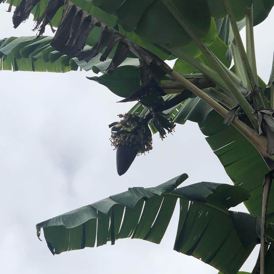 佐伯紅緒さんのインスタグラム写真 - (佐伯紅緒Instagram)「【村松小農園】  ハワイ島に来ています。 飛行機で朝着いてすぐ、ハワイ州コナにある日本人のご夫婦が経営している村松小農園にお邪魔し、栽培しているコーヒーとカカオ、バナナの木などを見せていただきました。 自家製のコーヒーにカカオのお茶、純度70%のチョコレートは甘酒のような味で美味しかったです。  いちげんさんの私を快く出迎えてくれた農園の可愛い三毛猫さんの名前は醤油ちゃん。  ありがとうございました。 また来たいです。  #村松小農園 #ハワイ島 #パワースポット #コーヒー農園 #コナコーヒー」5月17日 17時58分 - beniosaeki