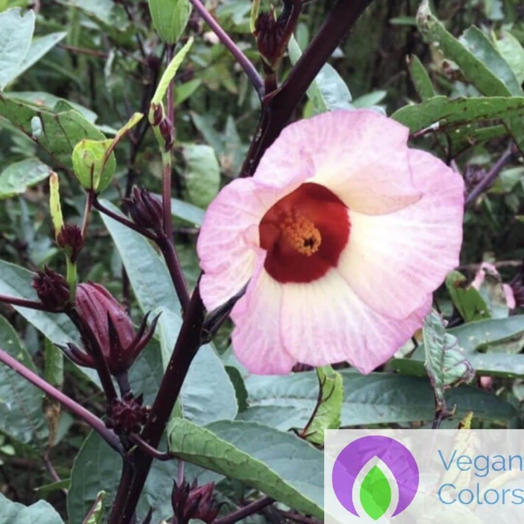 Vegan Organic Colorsのインスタグラム：「Roselle Flower🌺  #Flower #hibiscus #roselle」