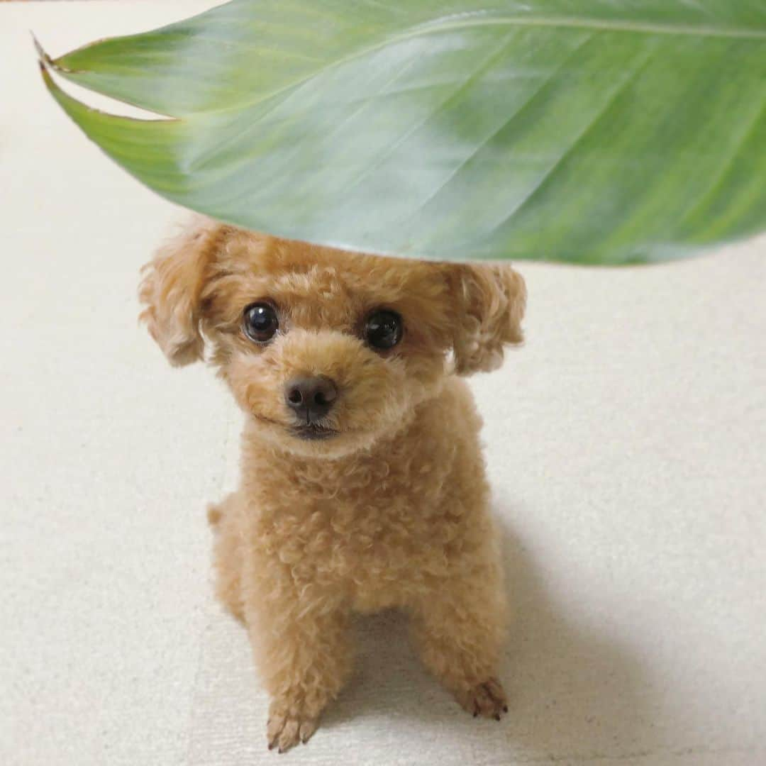 ふわさんのインスタグラム写真 - (ふわInstagram)「#toypoodle#toypoodlegram#dogsofinstagram#instadog#dog#fuwamama#ふわもこのふわ#ふわ#トイプードル#といぷーどる部#ふわもこ部#犬バカ部#親バカ部#犬のいる暮らし#犬との生活」5月17日 18時26分 - huwayama