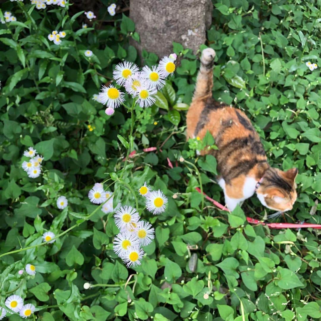 山田稔明さんのインスタグラム写真 - (山田稔明Instagram)「「今日も退屈だったにゃあ…」 #ポチ実 #三毛猫」5月17日 18時43分 - toshiakiyamada