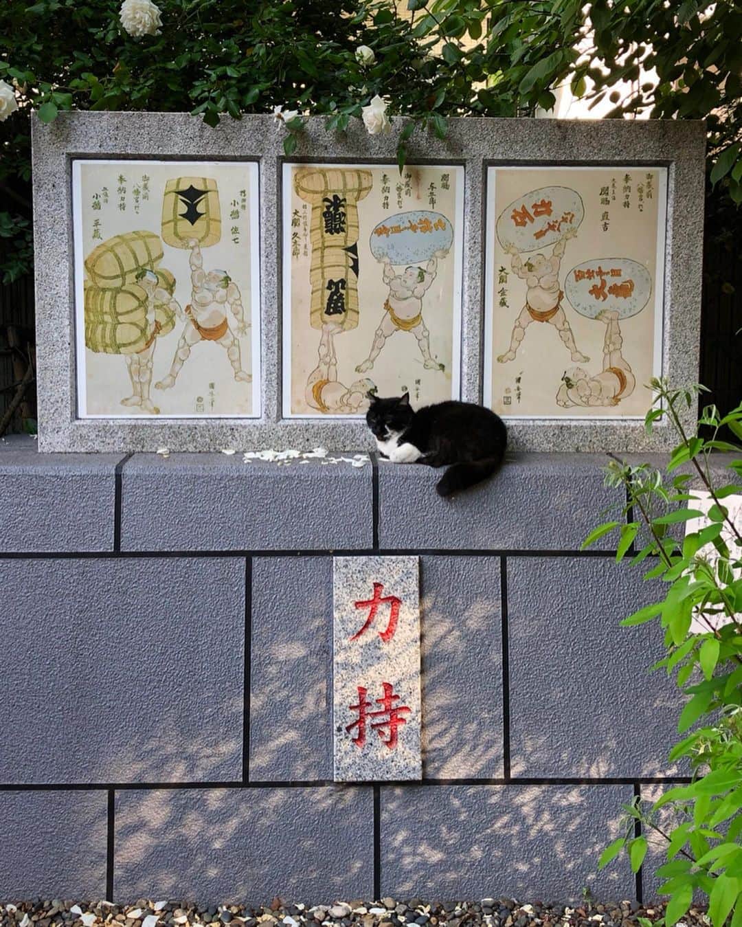 中山美香さんのインスタグラム写真 - (中山美香Instagram)「お昼寝。 . . . #猫 #ねこ #cat #cats #chat #ilovecat #instacat #catlover #cute #catoftheday #mignon  #catsofinstagram #catstagram #cats_of_instagram」5月17日 19時00分 - mika5nakayama
