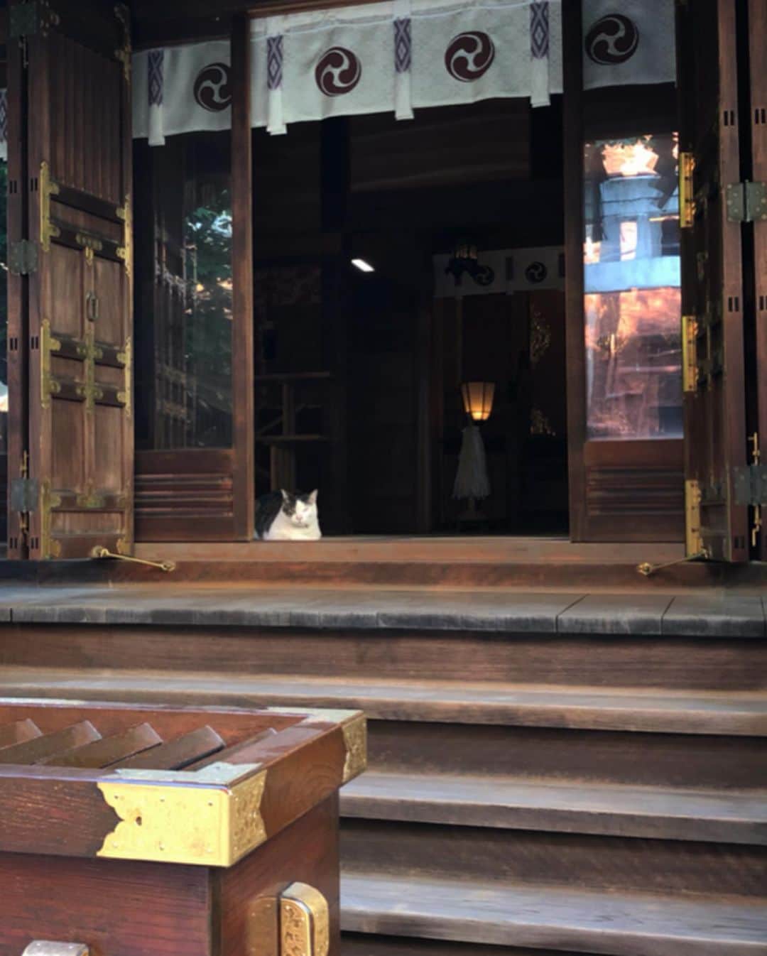 中山美香さんのインスタグラム写真 - (中山美香Instagram)「お昼寝。 . . . #猫 #ねこ #cat #cats #chat #ilovecat #instacat #catlover #cute #catoftheday #mignon  #catsofinstagram #catstagram #cats_of_instagram」5月17日 19時00分 - mika5nakayama