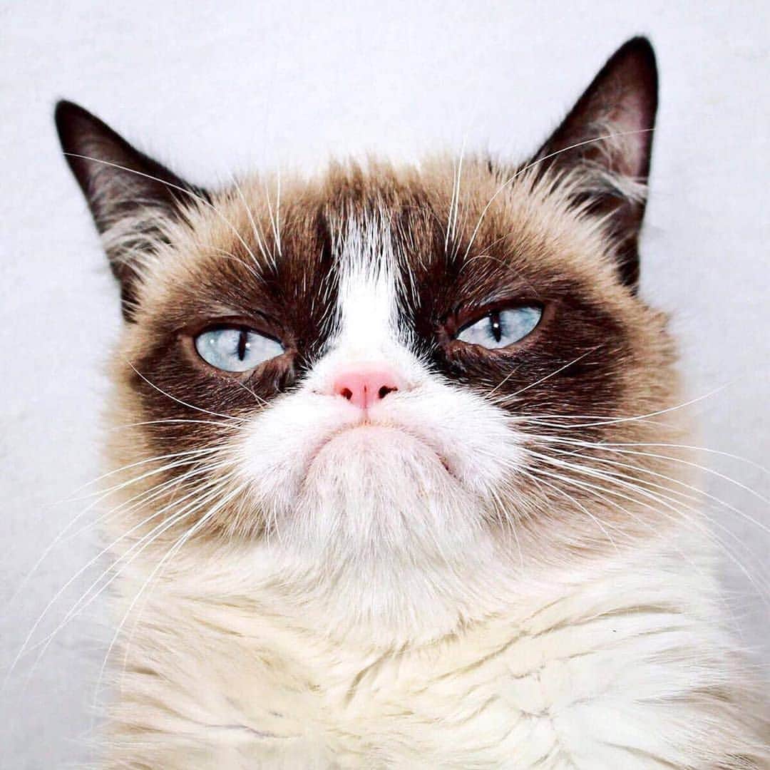 Cute baby animal videos picsさんのインスタグラム写真 - (Cute baby animal videos picsInstagram)「Today the world lost a legend, @realgrumpycat! 😿😢💔 We are heartbroken to share this!  Thank you so much for sharing your amazing girl with the world and for making us smile and laugh so many times! Grumpy will always be in our hearts and she will never ever be forgotten! 💜 #RestInPeaceGrumpy」5月18日 4時45分 - cutie.animals.page