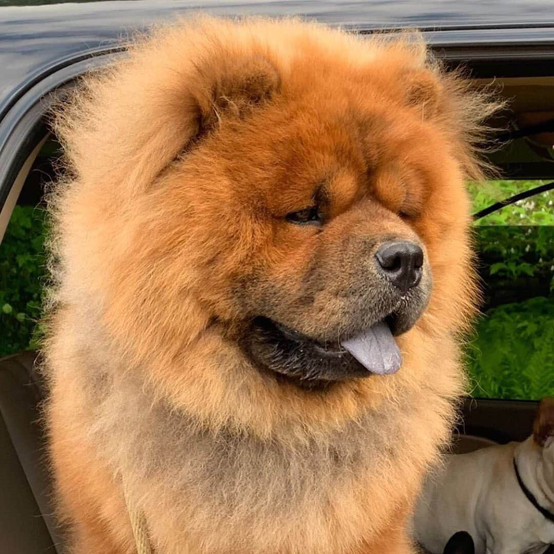 マーサ・スチュワートさんのインスタグラム写真 - (マーサ・スチュワートInstagram)「The chows are ready for the weekend! 🦁 Our editor-in-chief @ebgraves captured one of @marthastewart48’s majestic chows peeking his head out the window and enjoying the fresh air. ✨ Can you spot little Creme Brûlée in the background? 👀 #regram via 📷: @ebgraves」5月18日 5時10分 - marthastewart