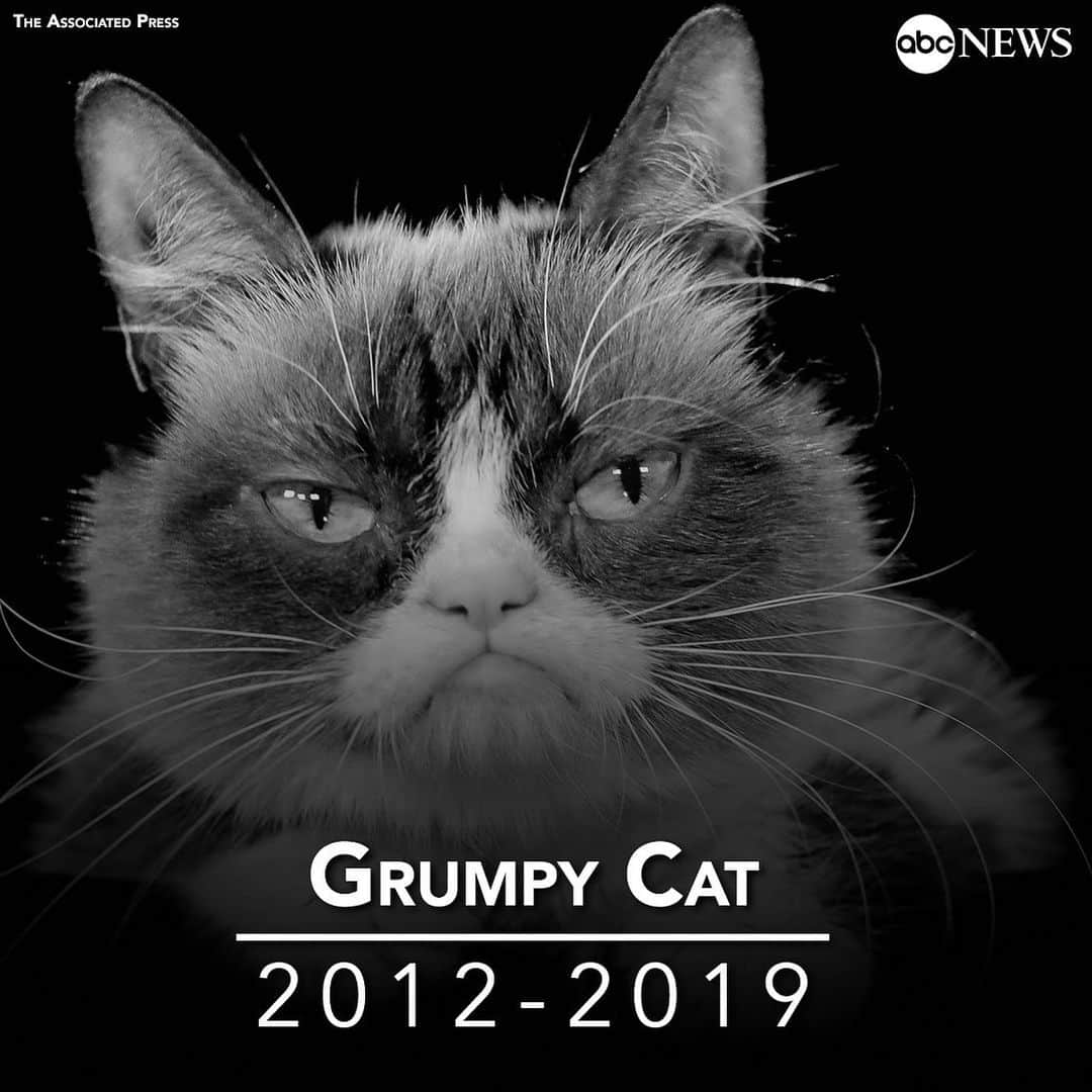 ABC Newsさんのインスタグラム写真 - (ABC NewsInstagram)「Grumpy Cat, whose sourpuss demeanor became an internet sensation, has died at age 7. #grumpycat #cat #pets #rip」5月17日 20時47分 - abcnews