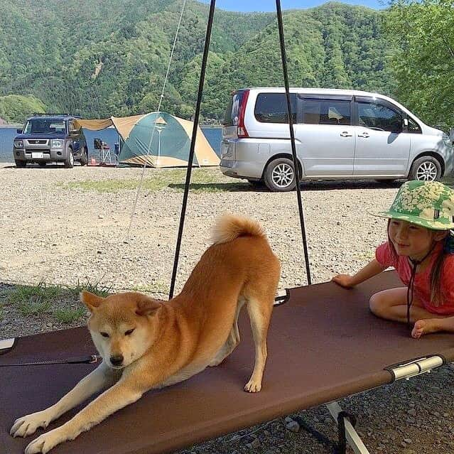 柴犬リリコさんのインスタグラム写真 - (柴犬リリコInstagram)「5 years ago today🏕 リリコさんが若い！お顔が茶色い！😭✨」5月17日 20時54分 - ke_rock_