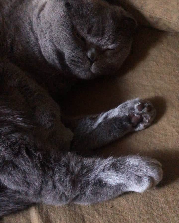 Baconのインスタグラム：「Cat life is seriously the best life. 💁🏻‍♀️ #iwishiwasacat #catlife #sleep」