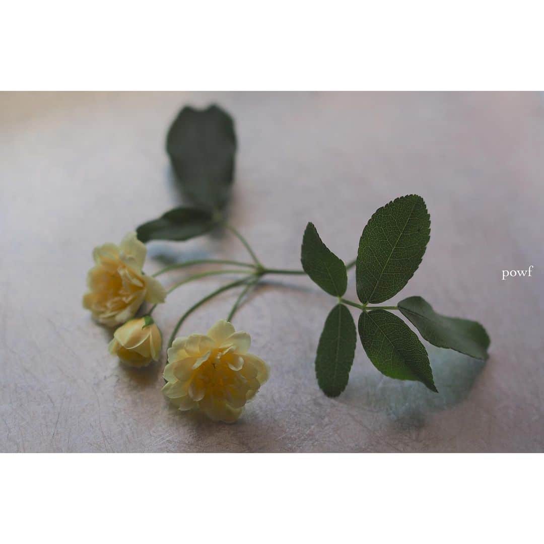 anemone_69のインスタグラム：「. #モッコウバラ …あっ . . .」