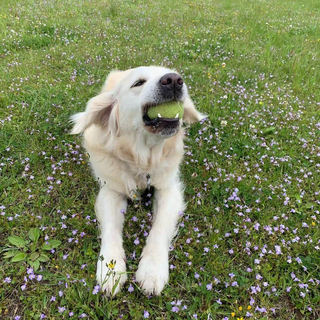 P太郎ママさんのインスタグラム写真 - (P太郎ママInstagram)「はむはむ。 #goldenretriever  #ゴールデンレトリバー  可愛いなぁ。 このノーテンキさを守ってやらんと！ としみじみ思う。」5月17日 21時21分 - ptarodada