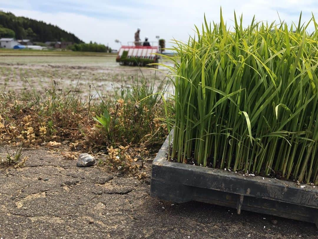 三石佳那さんのインスタグラム写真 - (三石佳那Instagram)「新潟県内、最近水の張った田んぼの風景をよくみるようになってきました。﻿ ﻿ ﻿ 私は、なじラテメンバーと﻿ 5月上旬に弥彦で田植えをしてきました。﻿ ﻿ ﻿ 今、日本酒造りに挑戦してますが﻿ まずは米作り。第一歩です。﻿ ﻿ 詳細はあすのBSNテレビ﻿ なじラテで☺︎﻿ ﻿ ﻿ カエル何年ぶりかに触りました🐸﻿ 自然はやっぱり癒されるな。﻿ ※苦手な方ごめんなさい。﻿ ﻿ #酒造り#田植え#米作り#弥彦#弥彦酒造#伊弥彦米 #新潟#niigata#なじラテ#工藤淳之介#チカコホンマ #三石佳那#アナウンサー﻿ ﻿」5月17日 21時17分 - mitsuishi_kana_bsn