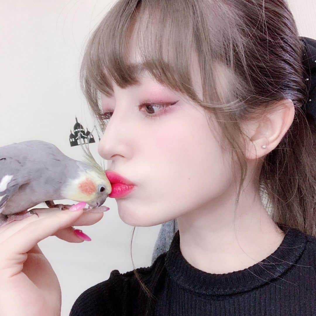 新希咲乃さんのインスタグラム写真 - (新希咲乃Instagram)「オカメインコのブー(*˙︶˙*)ﾉﾞ * Chu〜💋ってやると、顔つけてきて甘えてくるの！ * 可愛い×258756633 でも、とても短気なオカメインコのブー♡ 鳥好きですか？😭😭 * #オカメインコ #インコ #鳥好き #鳥 #愛鳥 #birds #cockatiel #新希咲乃 #甘えん坊 #チークはオレンジ  #仲良し #親友」5月17日 21時25分 - niki_sakino