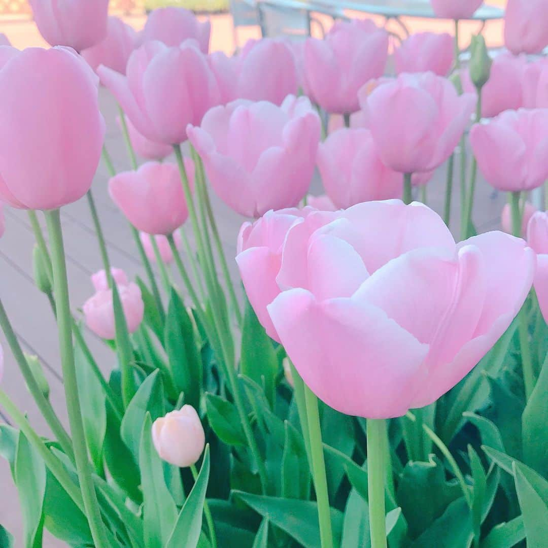 高橋遥さんのインスタグラム写真 - (高橋遥Instagram)「*﻿﻿﻿﻿﻿﻿﻿﻿﻿﻿﻿ 国営越後丘陵公園内で食べられる﻿ 雪室珈琲と濃厚ミルクの﻿ ダブルソフトクリーム＊﻿ ﻿ 綺麗なお花に囲まれて﻿ 美味しいアイスを食べる至福の時間\(◡̈)/﻿ ﻿﻿﻿﻿﻿﻿ 青い薔薇ソフトクリームも あったよ♪﻿ ﻿ #雪室珈琲 #ソフトクリーム﻿ #新潟 #長岡 ﻿ #国営越後丘陵公園﻿ #おばあちゃん との #休日」5月17日 21時25分 - haruka.takahashi.33