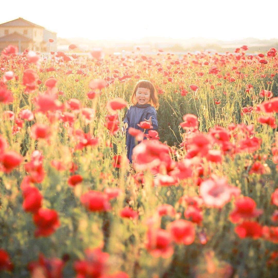 のインスタグラム：「今週もお疲れ様でした😊 現在、「春」をテーマにお写真・動画を募集中です✨ 本日の #タビスルキッズ はこちら💕 📷 @hal0417さん 🚩愛知県・半田市 🎙ご本人コメント 久々の夕日タイム❤️ 🧸 この日はパパを置き去りにして🤣 3人であちこち遊びに行き、最後にここに✨ 🧸 こちらで3人で走り回っていたら、 @photomembers 様と、超絶可愛いモデルさん方にお会いして、めっちゃんこ遊んでいただきました😂 同じ場所なのにすごく印象的で素敵に撮られております✨ 🧸 素敵な出会いをありがとうございました😍 🧸 遊んでもらってる最中なので、すごく自然で楽しそうな笑顔😌 もちろん通路で撮っていますが、私から見て娘の顔がお花で隠れないのがこのポイントだけで、誘導してくださったから撮れた奇跡の一枚です🥺 ﻿﻿﻿＊＊＊＊＊＊ 夕日をバックに神秘的でかわいいお写真ですね✨ いつも、ステキな瞬間をありがとうございます💕」
