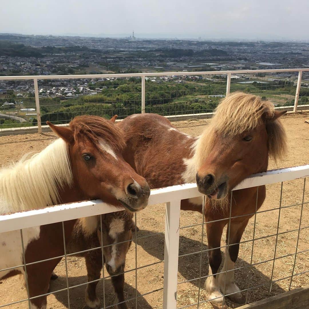 オクヒラテツコ（ぺこ）さんのインスタグラム写真 - (オクヒラテツコ（ぺこ）Instagram)「I met horses today💕☀️」5月17日 21時45分 - pecotecooo