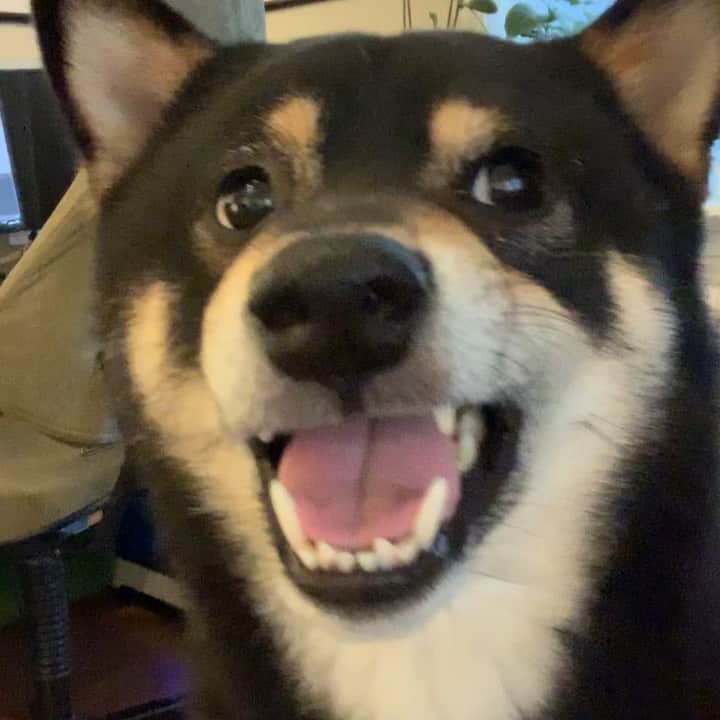 ?Fricko the Shiba Inu?のインスタグラム：「I know I’m a cutie pie but you’re not allowed to kiss me when I don’t feel like being kissed😤I will keep my eyes on you👀—Keaton  Have a sweet weekend friends! 🐾 🐾 🐾 #Keaton #🐶 #shiba #shibainu #dog #柴犬 #黒柴 #子犬 #shibalovers #shibaholics #dogoftheday #dogslife #weeklyfluff  #dogstagram  #dogscorner #shibapuppy #puppiesofinstagram」