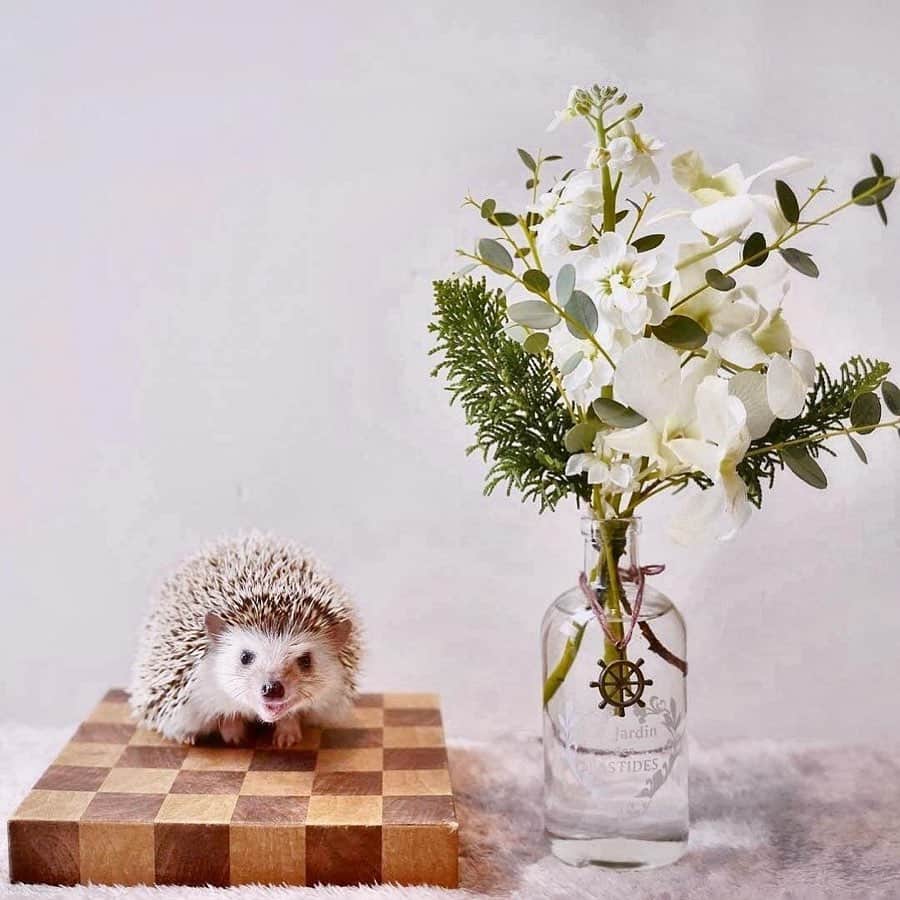 Bloomee LIFEさんのインスタグラム写真 - (Bloomee LIFEInstagram)「・ お花と写真を一緒に撮れてにっこり😆💐✨ どんなお花が届くかは分からないので、 逆にそのドキドキ感を楽しむことができるのではないでしょうか🌟 ・ Special Thanks Photo by⠀⠀ @choco_mint.hedgie ・⠀ 爽やかな色合いのお花を、 ハリネズミさんと 一緒に楽しんでくださいました🦔🌸 チャームのついた花瓶も可愛いですね💐 ・⠀ #bloomeelife#ブルーミーライフ#花のある生活#花好きな人と繋がりたい#おうち時間#花部#花写真#花が好き#花を飾る#暮らしを楽しむ#日々の暮らし#丁寧な暮らし#日々#お花のある暮らし#ナチュラル#素敵な休日#暮らしを整える#くらしのきほん#日々の暮らしを楽しむ#丁寧に暮らす#flowerstagram #花束#フラワーアレンジメント#フラワーベース#ミニブーケ#フラワーアレンジ#ハリネズミ #hedgehog #はりねずみ#ハリバカ部」5月17日 21時53分 - bloomee