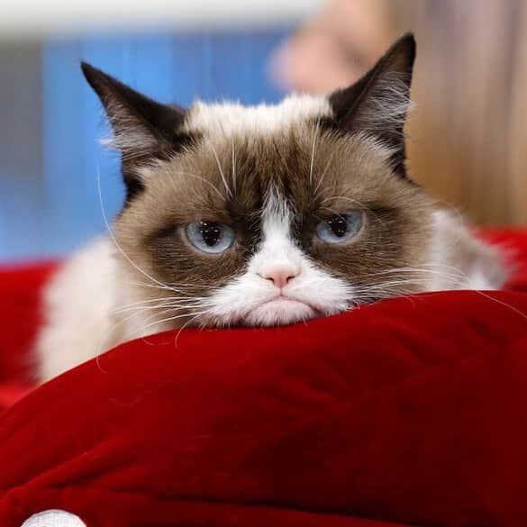 People Magazineさんのインスタグラム写真 - (People MagazineInstagram)「Grumpy Cat, the adorable feline and Internet meme sensation, died “peacefully” at the age of 7. 💔 Tap the bio link for more on the famed kitten's life. | 📷: Peter Kramer/NBC/NBC NewsWire via Getty Images」5月17日 21時58分 - people