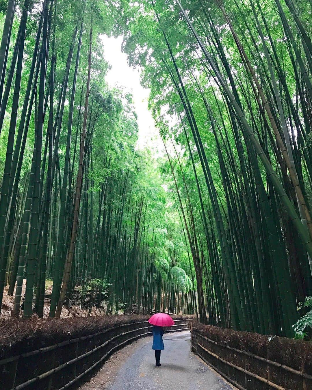 Koichiのインスタグラム：「. . Bamboo pathway . . #BeautifulJapan #ShotOniPhone . Attachment lens by @tokyo_grapher ZD Wide Pro 18mm #TG_Wide #ShotOn_TG .」