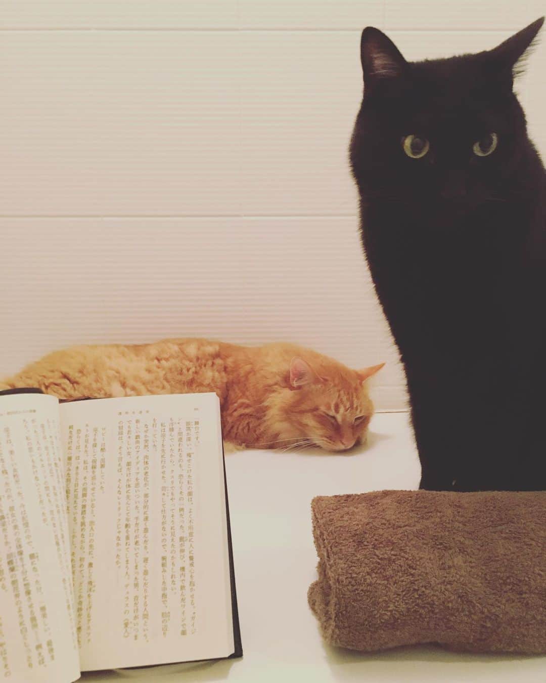 猫沢エミさんのインスタグラム写真 - (猫沢エミInstagram)「寝ても覚めても、わらわらと側に寄ってきてくれる息子たちには、日々おおいに慰められ、支えられています。  仕事が終わって風呂と小説と猫。  乱れるな。 ゼロをキープだ。  #猫沢家の猫兄弟」5月17日 22時09分 - necozawaemi