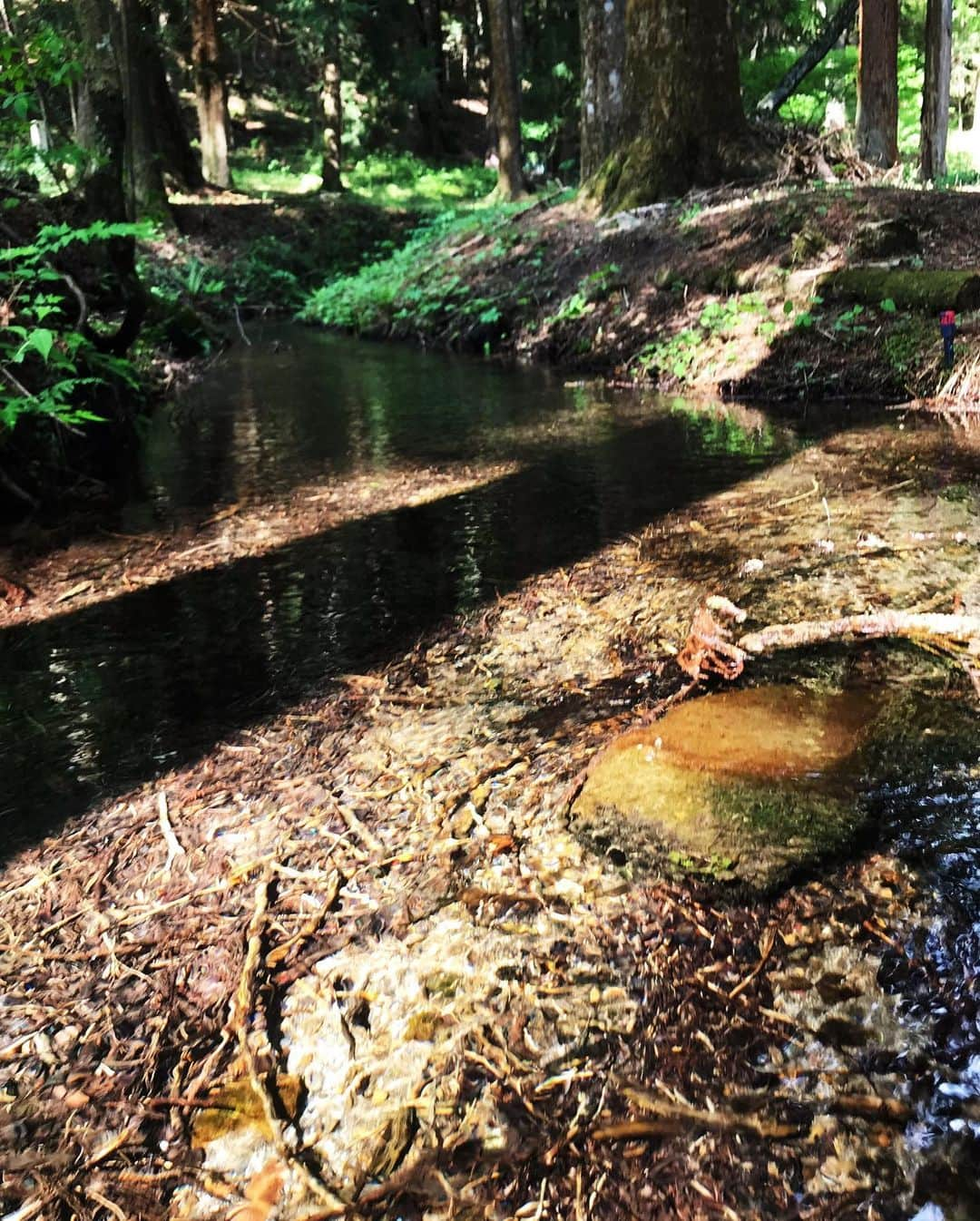 蓮沼千紘さんのインスタグラム写真 - (蓮沼千紘Instagram)「In the forest.  宮崎駿さんの住処も近くの土地。 千と千尋やもののけ姫、トトロにナウシカにラピュタなど作品に多大なる影響を与えたことを感じた。 聖なる湧き水を目指して。 山の神様にご挨拶。🙏. . . 山の中にいる虫は平気なのに都会にいる虫はダメなのなんでだろうね。 人間て二足歩行とか気持ち悪いよね。 なんて会話。笑  人工物の音のない場所。  天気が良くてよかった。  気持ちがいい。 ただそれだけ。  #japan #forest #源泉 #泉龍 #trekking」5月17日 22時15分 - knitchihiro