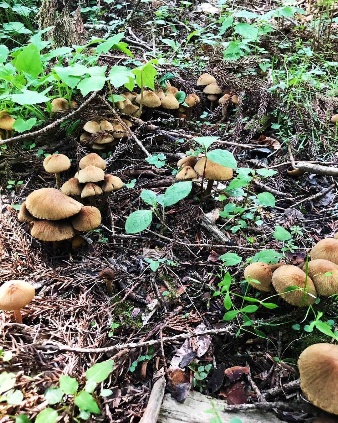 蓮沼千紘さんのインスタグラム写真 - (蓮沼千紘Instagram)「In the forest.  宮崎駿さんの住処も近くの土地。 千と千尋やもののけ姫、トトロにナウシカにラピュタなど作品に多大なる影響を与えたことを感じた。 聖なる湧き水を目指して。 山の神様にご挨拶。🙏. . . 山の中にいる虫は平気なのに都会にいる虫はダメなのなんでだろうね。 人間て二足歩行とか気持ち悪いよね。 なんて会話。笑  人工物の音のない場所。  天気が良くてよかった。  気持ちがいい。 ただそれだけ。  #japan #forest #源泉 #泉龍 #trekking」5月17日 22時15分 - knitchihiro