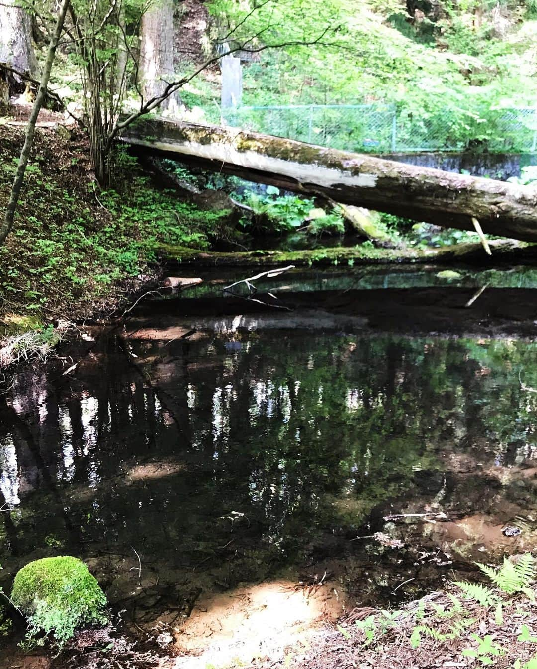 蓮沼千紘さんのインスタグラム写真 - (蓮沼千紘Instagram)「In the forest.  宮崎駿さんの住処も近くの土地。 千と千尋やもののけ姫、トトロにナウシカにラピュタなど作品に多大なる影響を与えたことを感じた。 聖なる湧き水を目指して。 山の神様にご挨拶。🙏. . . 山の中にいる虫は平気なのに都会にいる虫はダメなのなんでだろうね。 人間て二足歩行とか気持ち悪いよね。 なんて会話。笑  人工物の音のない場所。  天気が良くてよかった。  気持ちがいい。 ただそれだけ。  #japan #forest #源泉 #泉龍 #trekking」5月17日 22時15分 - knitchihiro