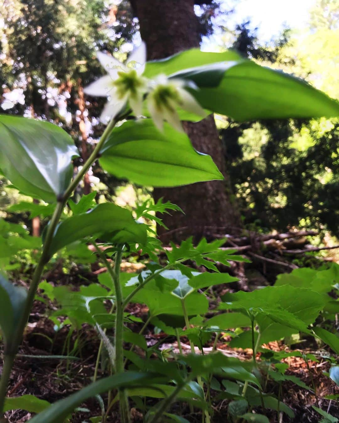 蓮沼千紘さんのインスタグラム写真 - (蓮沼千紘Instagram)「In the forest.  宮崎駿さんの住処も近くの土地。 千と千尋やもののけ姫、トトロにナウシカにラピュタなど作品に多大なる影響を与えたことを感じた。 聖なる湧き水を目指して。 山の神様にご挨拶。🙏. . . 山の中にいる虫は平気なのに都会にいる虫はダメなのなんでだろうね。 人間て二足歩行とか気持ち悪いよね。 なんて会話。笑  人工物の音のない場所。  天気が良くてよかった。  気持ちがいい。 ただそれだけ。  #japan #forest #源泉 #泉龍 #trekking」5月17日 22時15分 - knitchihiro