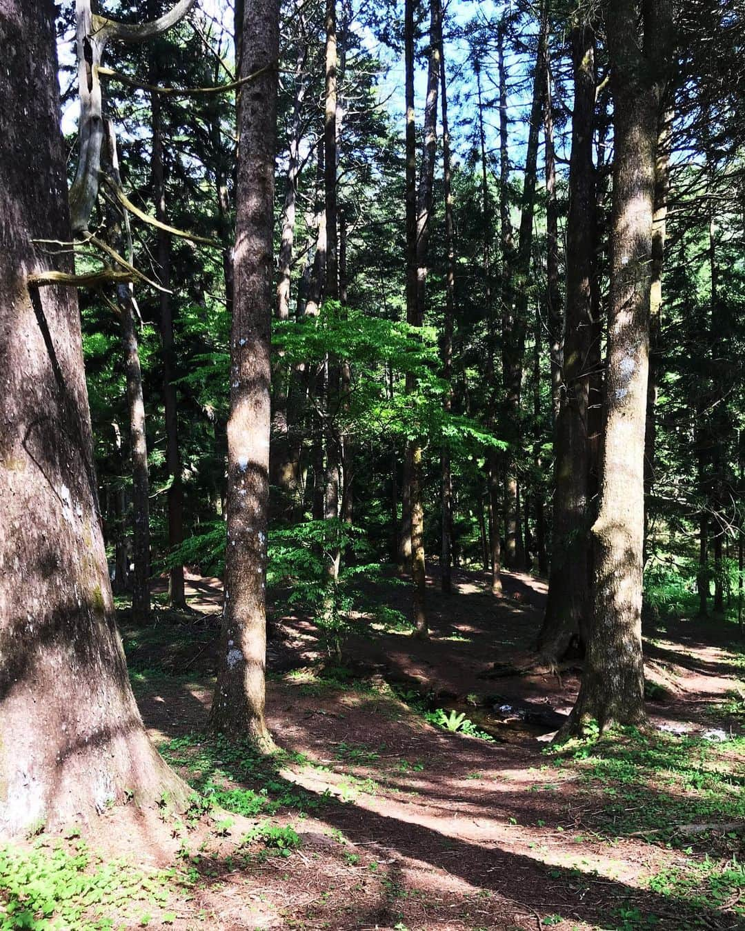 蓮沼千紘さんのインスタグラム写真 - (蓮沼千紘Instagram)「In the forest.  宮崎駿さんの住処も近くの土地。 千と千尋やもののけ姫、トトロにナウシカにラピュタなど作品に多大なる影響を与えたことを感じた。 聖なる湧き水を目指して。 山の神様にご挨拶。🙏. . . 山の中にいる虫は平気なのに都会にいる虫はダメなのなんでだろうね。 人間て二足歩行とか気持ち悪いよね。 なんて会話。笑  人工物の音のない場所。  天気が良くてよかった。  気持ちがいい。 ただそれだけ。  #japan #forest #源泉 #泉龍 #trekking」5月17日 22時15分 - knitchihiro