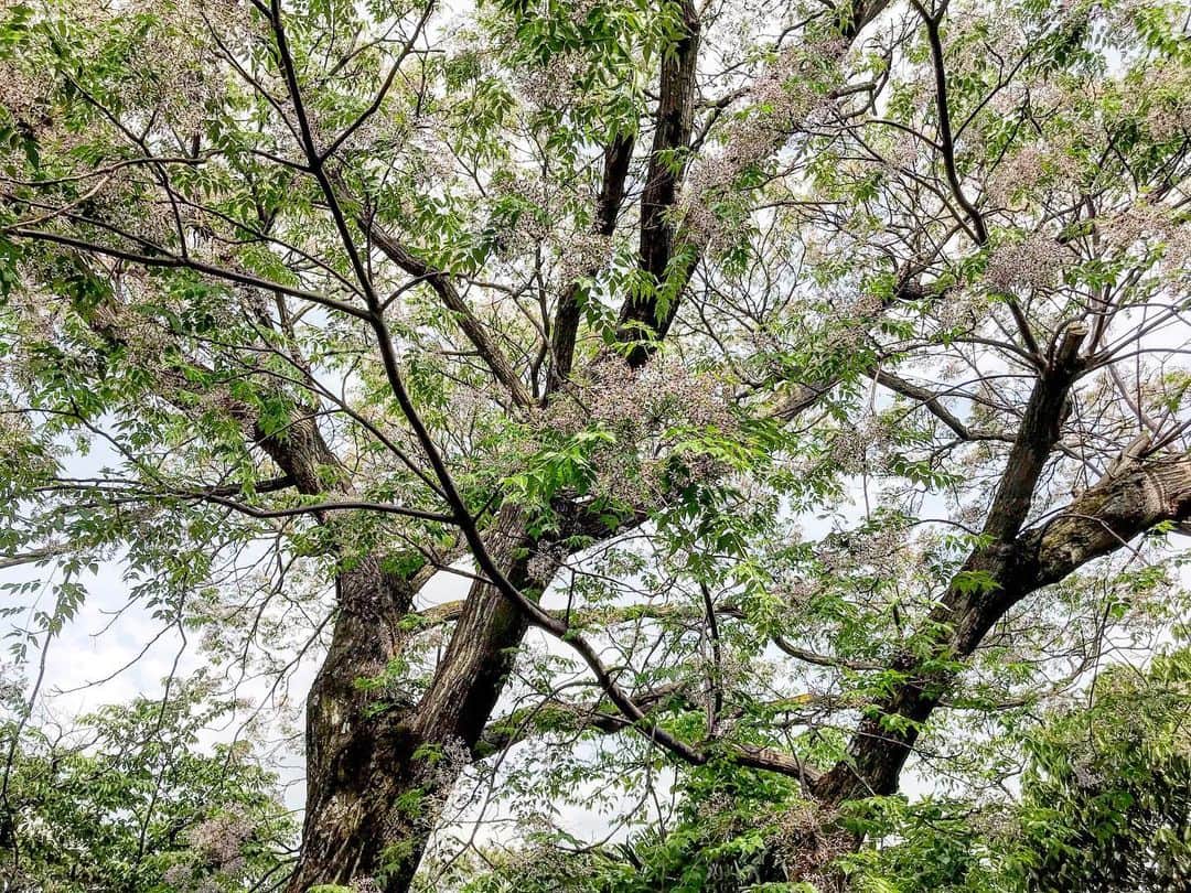 桂のインスタグラム：「木のさまにくげなれど、楝の花いとをかし。かれがれにさまことに咲きて、必ず五月五日にあふもをかし。  #chinaberry #meliaazedarach #flower #flowers #tree #leaves #sky #clouds #forest #nature #landscape #センダン #楝 #あふち #オウチ #アミノキ #花 #樹木 #花 #空 #雲 #樹林 #自然 #景 #枕草子 #枕冊子」