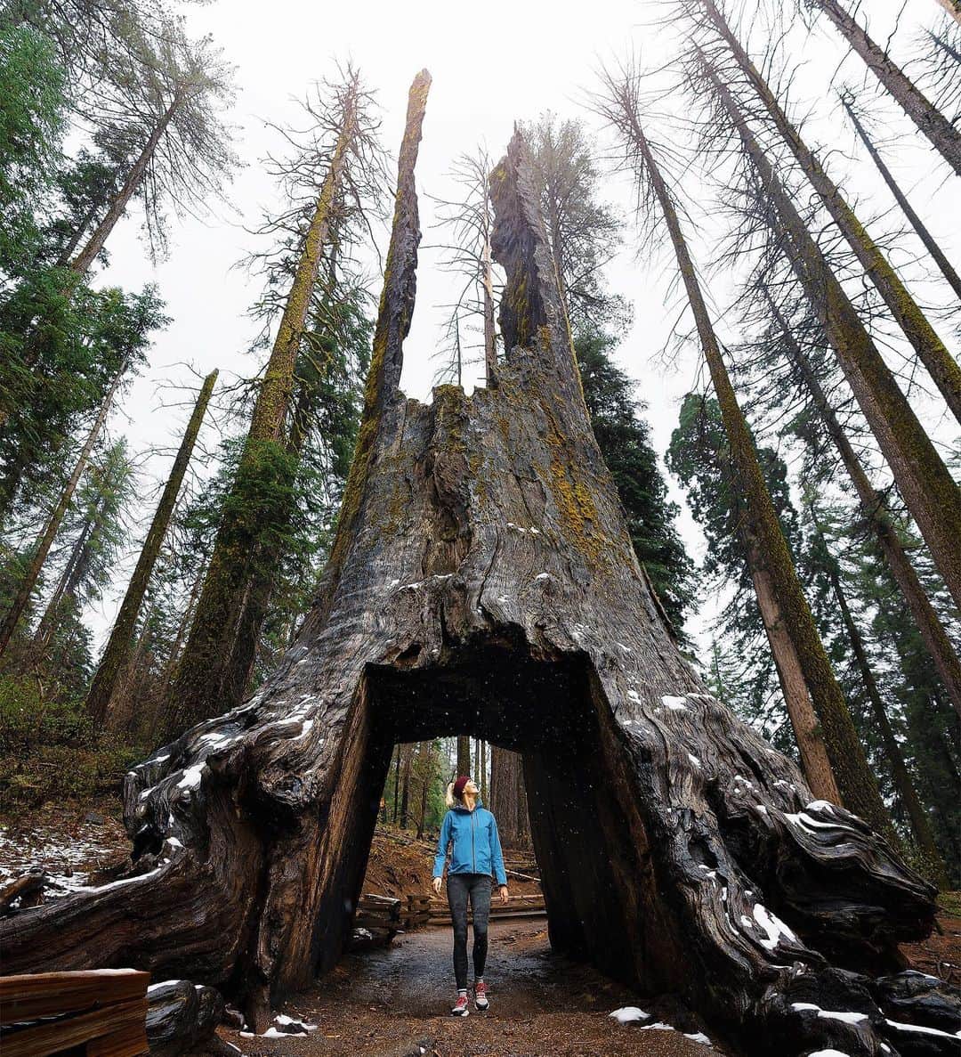 Zanna Van Dijkさんのインスタグラム写真 - (Zanna Van DijkInstagram)「How incredible are Sequoia trees? 😍 These guys can live up to 3,000 years old and are on average around 20ft in diameter! They are only native to the Sierra Nevada mountain range in California and I’m so glad I got to finally tick seeing them off my bucket list! ✅ Swipe right to see how tiny I am compared to nature’s giants! 😱❤️ @traveltuolumnecounty @visitcalifornia @yosemitenps @yosemitenation 🇺🇸 #mytuolumnecounty #sequoiatrees #visitcalifornia #naturesgiants #wanderlust #exploremore #naturenerd @marcbaechtold」5月17日 22時54分 - zannavandijk
