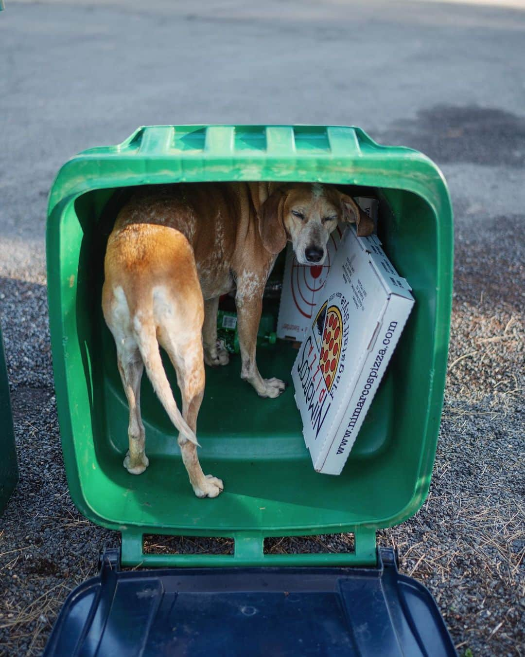 マディさんのインスタグラム写真 - (マディInstagram)「Don’t let this face fool you. This dog is a trash can knocking over queen.⁣ ⁣ We’re wandering around Overland Expo today, drooling over trucks we can’t afford. Say hi if ya see us👋🏼」5月17日 23時20分 - thiswildidea