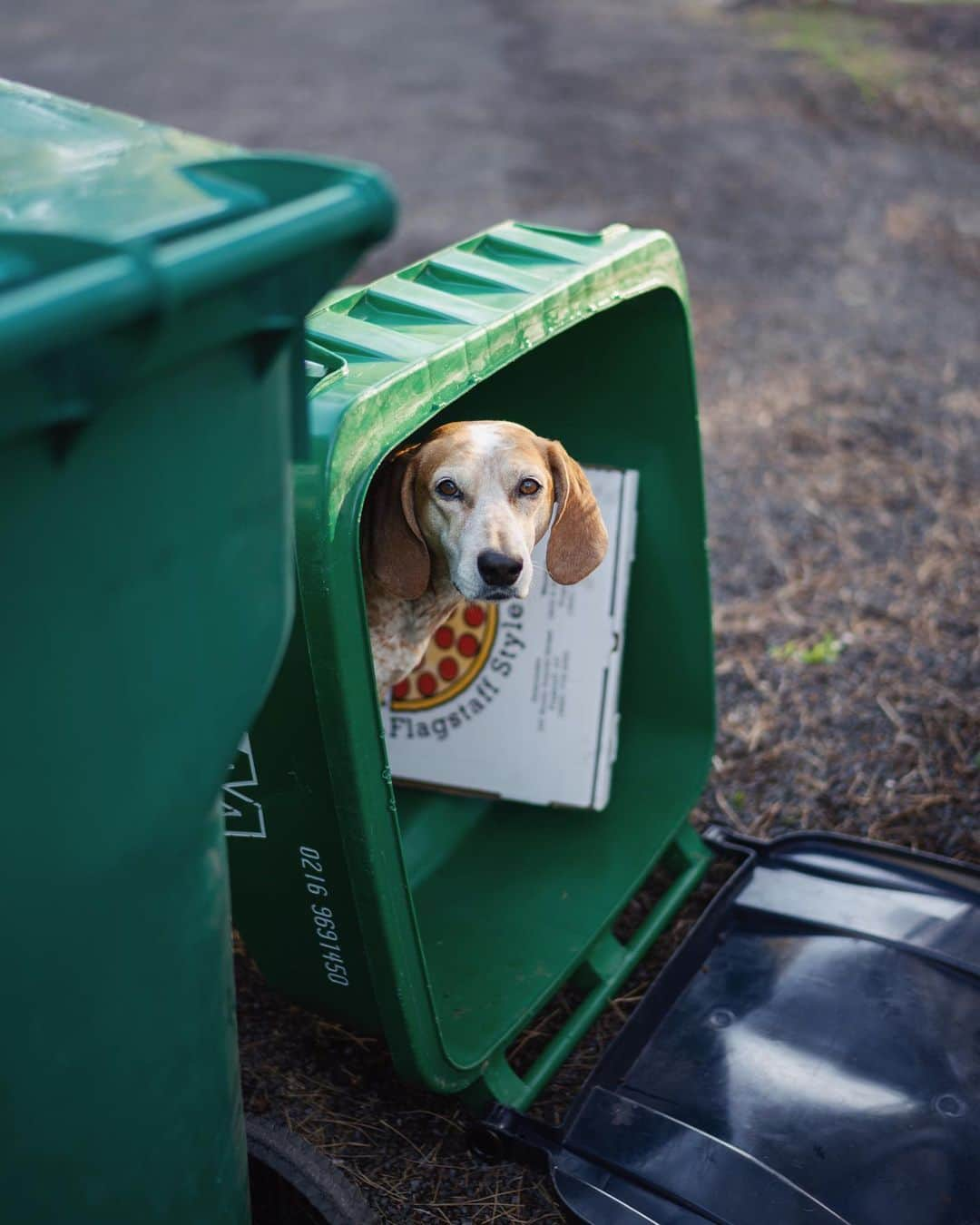 マディさんのインスタグラム写真 - (マディInstagram)「Don’t let this face fool you. This dog is a trash can knocking over queen.⁣ ⁣ We’re wandering around Overland Expo today, drooling over trucks we can’t afford. Say hi if ya see us👋🏼」5月17日 23時20分 - thiswildidea