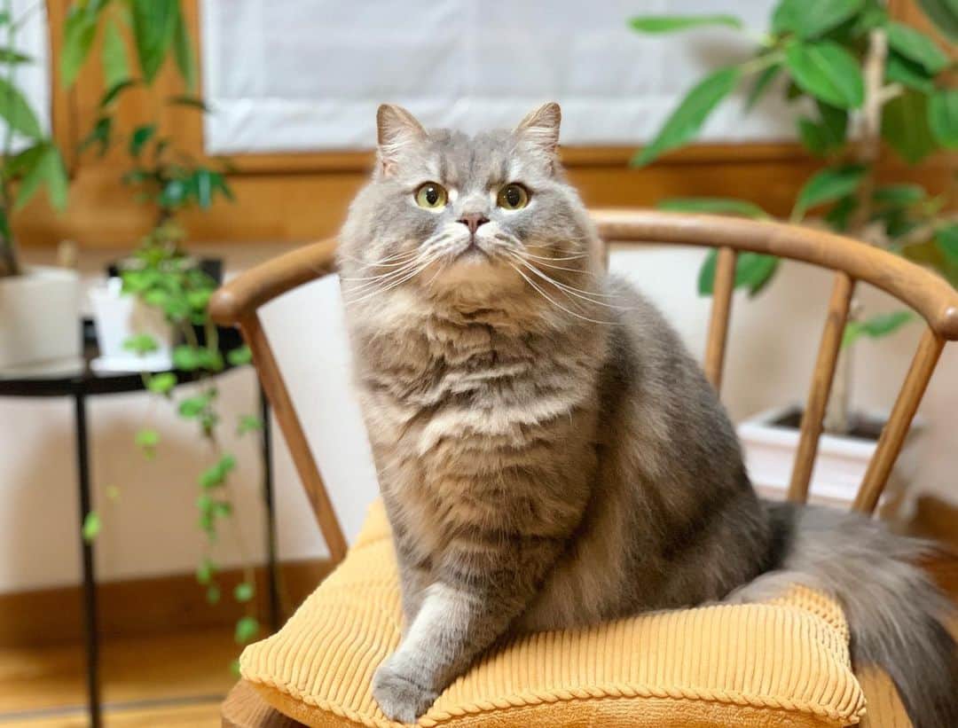 hanaのインスタグラム：「あ〜可愛い🥰  #かまってちゃん #銀ちゃん #おやすみ #goodnight . . . #scottishfold #cat #cats #catlover #cutcats #catsnap #catstagram #cats_of_instagram #catsmosh #catsofworld #cutepetclub  #insta_kitten #fluffy #funnycritters #fluffypack #kitty #kawaii #kawaii_cat #world_kawaii_cat #bestmeow #meowbox #happypet #bestcats_ofthdworld #thatsbabyanimals #adorble」