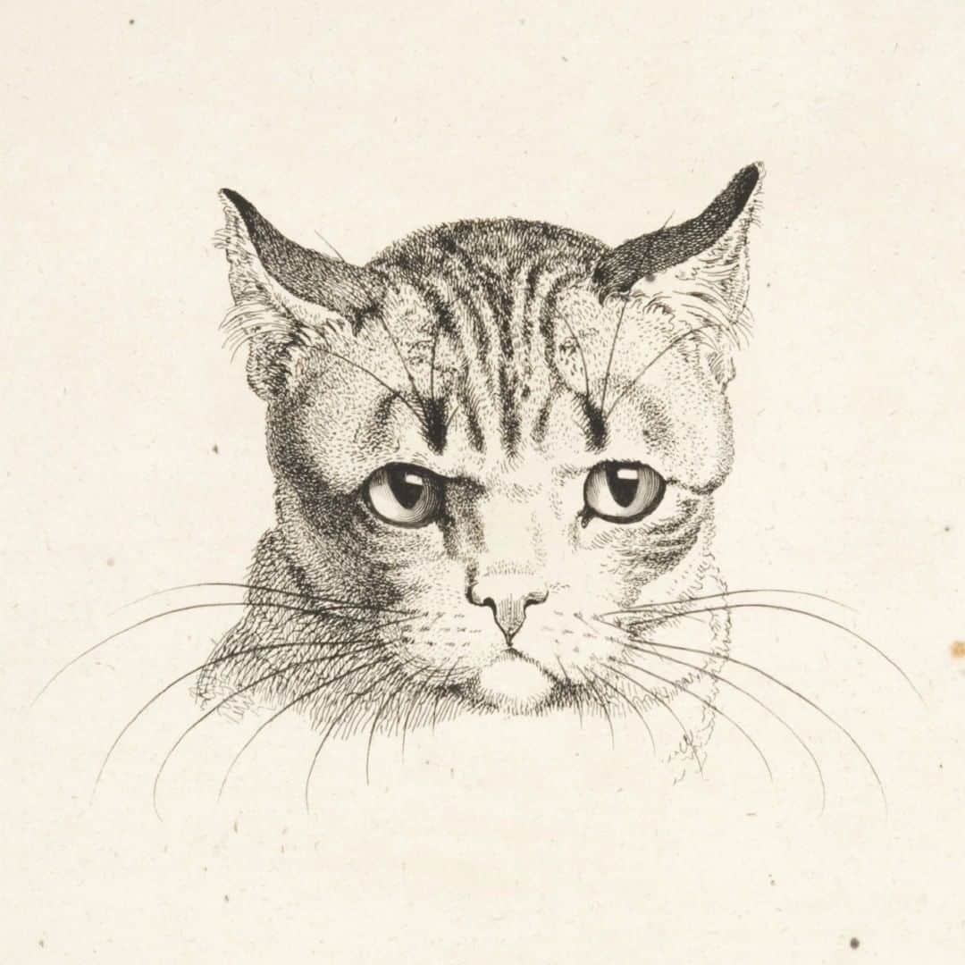 フィラデルフィア美術館さんのインスタグラム写真 - (フィラデルフィア美術館Instagram)「R.I.P. #GrumpyCat • “Cat's Head," 1796, by Johann Heinrich Wilhelm Tischbei」5月17日 23時22分 - philamuseum