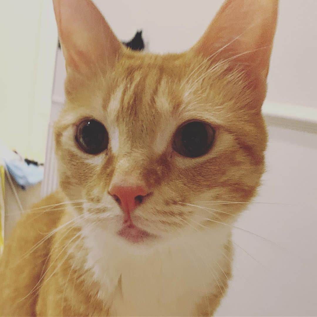 パフ・クオさんのインスタグラム写真 - (パフ・クオInstagram)「我回來了～有沒有乖啊？！（呆） #cat #金bon #呆 #home 🤣🤣🤣」5月17日 23時32分 - aohsuehfu