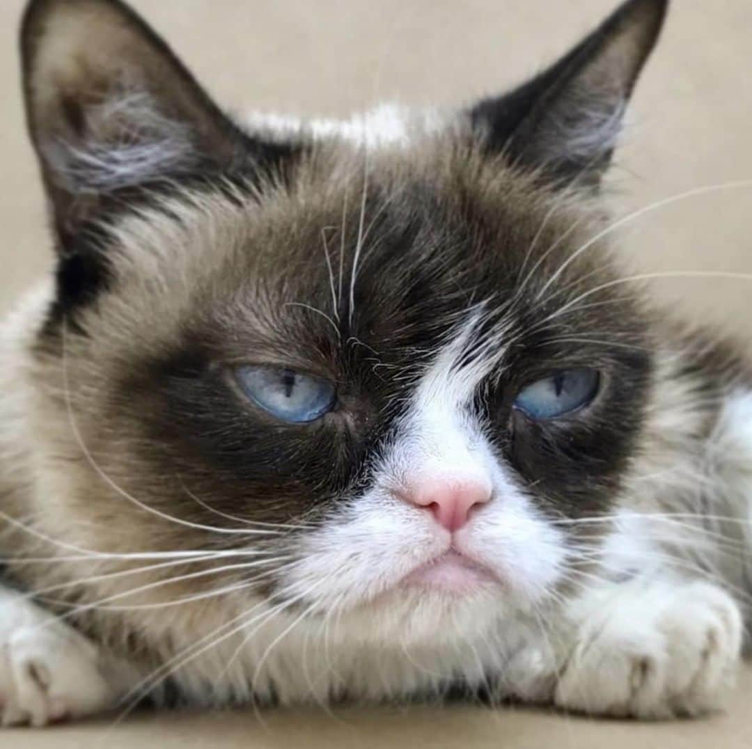 Alternative Pressさんのインスタグラム写真 - (Alternative PressInstagram)「Rest easy, Grumpy Cat 😭⠀ .⠀ .⠀ Link in bio⠀ .⠀ .⠀ #grumpycat #restinparadisegrumpycat #ripgrumpycat」5月17日 23時30分 - altpress