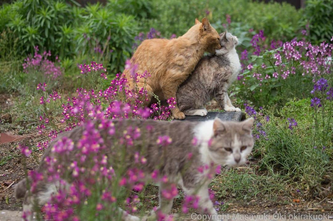 Masayukiさんのインスタグラム写真 - (MasayukiInstagram)「お忙しいところなんですが 横ぎりますね。  #cat #ねこ」5月17日 23時40分 - okirakuoki