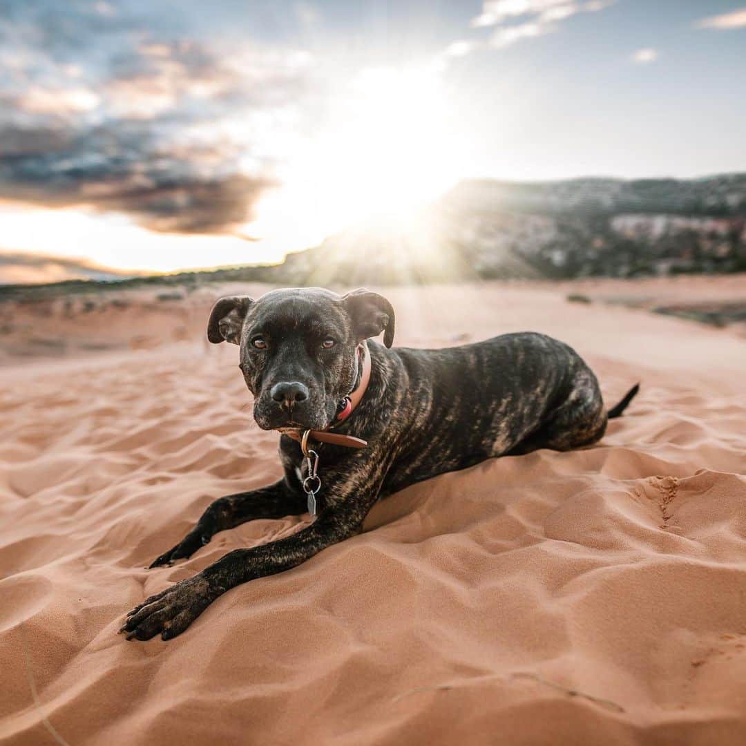 DogsOf Instagramのインスタグラム：「“Art will never be able to exist without nature” writes @thewondrouspack  #dogsofinstagram」