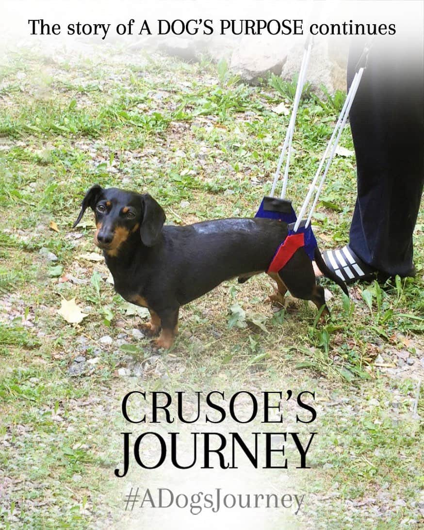 Crusoe the Celebrity Dachshundさんのインスタグラム写真 - (Crusoe the Celebrity DachshundInstagram)「“My biggest journey so far in life is having recovered from IVDD and back surgery. What’s your dog’s biggest journey? Share your story and create your own movie poster starring your furry best friend. Visit MyDogsJourney.com to get started and get tickets to see @adogsjourneymovie in theaters TODAY!” ~ Crusoe #ad」5月17日 23時43分 - crusoe_dachshund