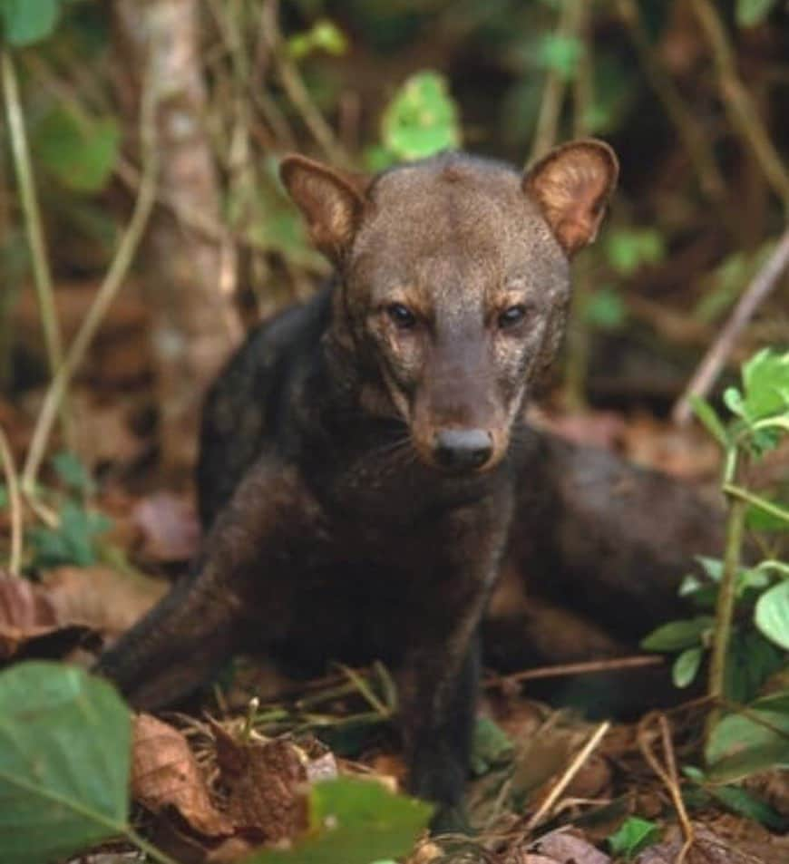 Rylaiさんのインスタグラム写真 - (RylaiInstagram)「Foxy Friday Factoid  Did you know there is an elusive Canid that lives in the Amazonian basin which is the only species in its genus?  It is called the short eared dog and is in the genus Atelocynus.  The short eared dog was once thought to be related to the Bush dog but recent studies have put that idea in doubt.  The short eared dog might represent a truly unique branch of the Canid tree.  Unlike other Canids the females of this species are considerably larger than the males.  The males also have a musk gland on their tail which they can spray.  They live on a diet primarily of fish, insects and small mammals.  They will also occasionally eat fruit. Although not much is known about this unique Canid, they are considered near threatened.  This is primarily due to diseases introduced by domestic dogs as well as the destruction of its habitat in the tropical rainforest.  We think this Canid is pretty special and if we ever met one would certainly not make fun of its short ears. . #jabcecc #foxyfactoidfriday #factoidfoxyfriday #foxyfriday #factoidfriday #shorteareddog #canid #conservation #dogsofinstagram #dogsofinsta #weirdanimals #endangered #lovedogs #shortears #nonprofit #sandiego #socal」5月17日 23時44分 - jabcecc