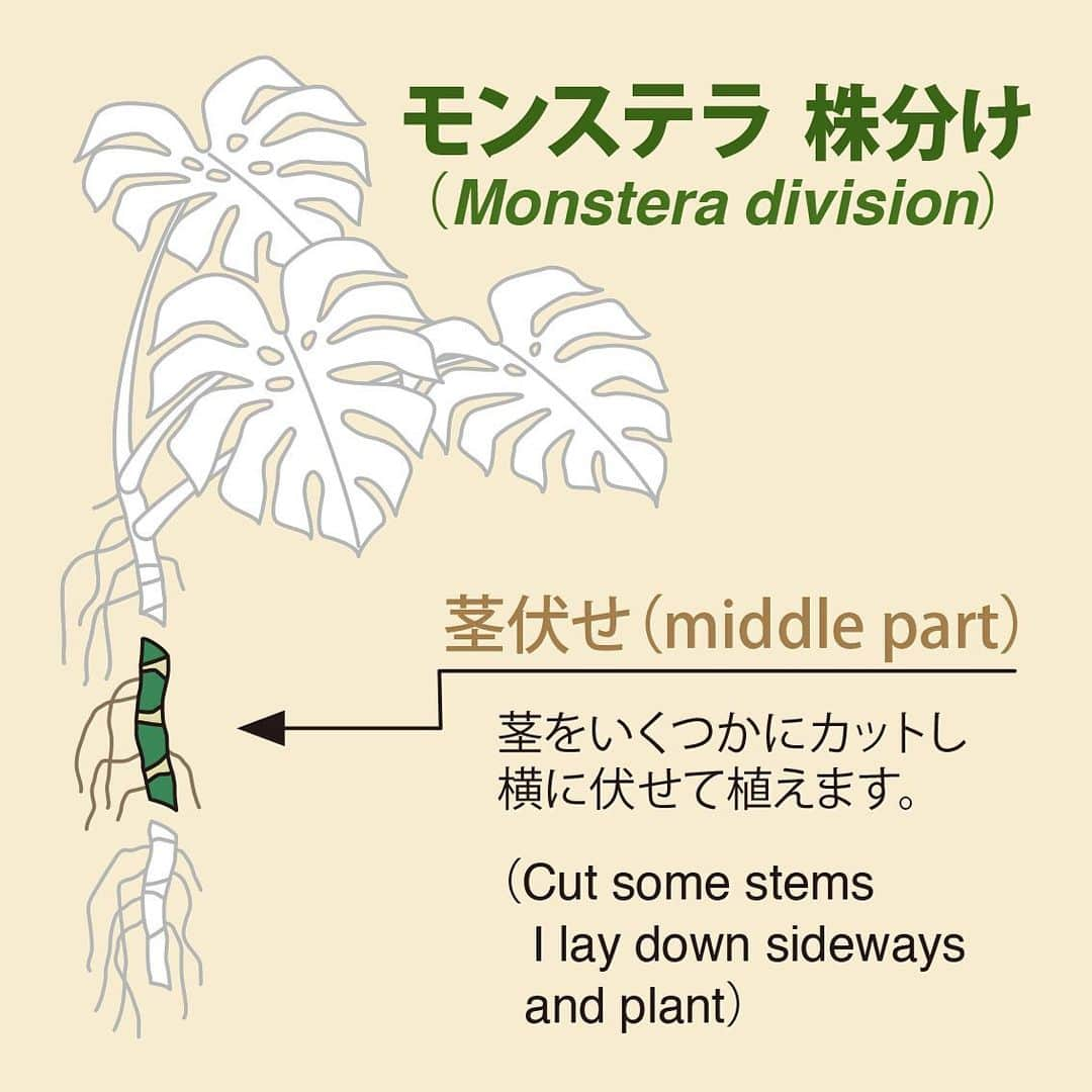 藤谷壮仁郎さんのインスタグラム写真 - (藤谷壮仁郎Instagram)「►「モンステラの株分け」（Monstera division） ・茎伏せ（middle part） ・株分け時期は5月～9月の気温20度前後が必要！ ・ 1、株分け、中間部の茎伏せ用（根の長さは適当にカットして良い） 2、茎を3つにカット（節が1つ以上ある状態でカットする） 3、植え替え用の土を準備（基本的に観葉植物用の土と赤玉土で大丈夫。その他の腐葉土や通気性にパーライトやバーミキュライトを混ぜても良い） 4、鉢を準備し鉢底に鉢底石を敷く（鉢底が見えないくらい） 5、鉢底石の上に準備した土を入れ茎を配置、水を与える（根の方を下側に茎の下半分を土に埋め、水は鉢底から出るまでたっぷりと！） 6、半日蔭に置き、土表面が乾いてきたら水をたっぷり与える。（1ヶ月ほどで新芽が出始める） ・春から秋までは、観葉植物の肥料を与える。 ・ ・ ・ ・ #自然#モンステラ#株分け#植え替え#巨大化#天挿し#茎伏せ#茎挿し#挿し木#気根#ガーデニング#ガーデン#鉢#観葉植物#インテリア#観葉植物のある暮らし #nature#green#monstera#monsteralove#monsteralife#gardening#garden#plants#flowerpot#houseplants#plantlove#indoorplants#interior#interiorplants」5月17日 23時48分 - soujirou_art