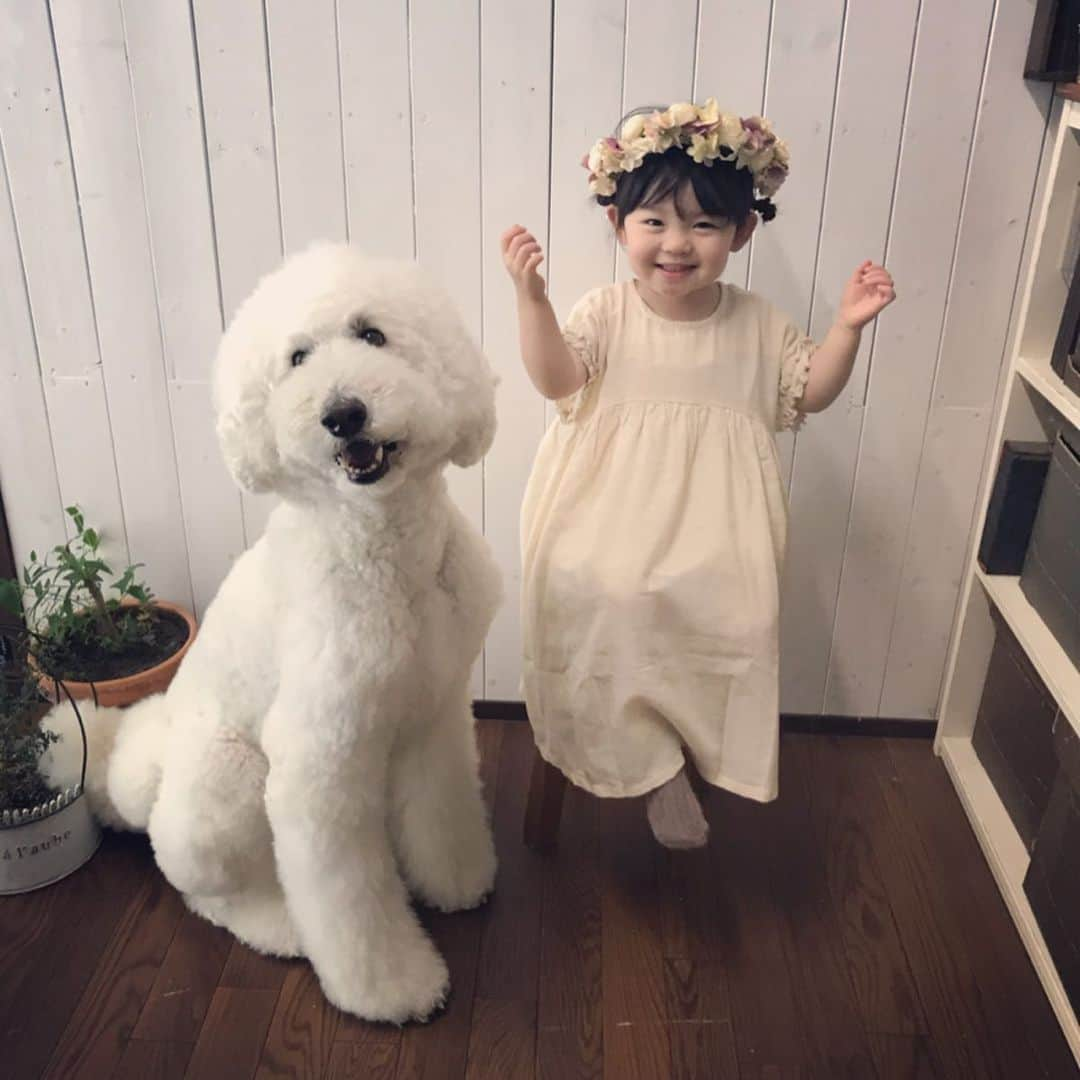 たまねぎさんのインスタグラム写真 - (たまねぎInstagram)「. . 華さんの花かんむり被ってご機嫌まめちゃん💕 スポンジのように、どんどん色んなことを吸収しているまめちゃん。 おしゃべりも凄く上手になりました。 最近、まめちゃんとママと私で、女子トーク楽しんでます（笑） . トリミング前の写真なので、くぅさんもふもふ(o^^o) . . まめちゃんのお洋服 @reve_baby_kids さん 花かんむり @bezhhana さん #standardpoodle #dog #lovedogs #poodlesofinstagram #スタンダードプードル #大型犬と子供 #poodle #dogstagram #east_dog_japan #いぬのいる生活 #もふもふ部 #わんこ部 #赤ちゃんと犬  #babyanddog #ママリ #キズナ #コドモノ #いこーよ #いぬのきもち #犬と暮らす #いぬなしでは生きていけません #2歳 #ナチュラルなこども服  #terahana_made」5月18日 0時04分 - tamanegi.qoo.riku