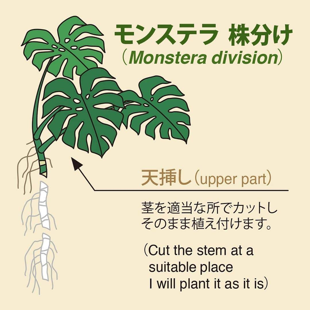 藤谷壮仁郎さんのインスタグラム写真 - (藤谷壮仁郎Instagram)「►「モンステラの株分け」（Monstera division） ・天挿し（upper part） ・株分け時期は5月～9月の気温20度前後が必要！ ・ 1、株分け、上部の天挿し用（根の長さは適当にカットして良い、葉も減らして良い） 2、植え替え用の土を準備（基本的に観葉植物用の土と赤玉土で大丈夫。その他の腐葉土や通気性にパーライトやバーミキュライトを混ぜても良い） 3、鉢を準備し鉢底に鉢底石を敷く（鉢底が見えないくらい） 4、鉢底石の上に準備した土を入れる（茎の長さを考え、土の高さを調整） 5、その上に茎を配置（葉の向きやバランスを考える） 6、鉢の上部まで土を入れ、水を与える（倒れる場合は根付くまで支柱をする。水は鉢底から出るまでたっぷりと！） 7、土表面にココファイバー等で整える（最近ココファイバーは百均でも見かける！） 8、植え替え完成！（モンステラは水が好きなので、暖かい春から秋口までは土の表面が少し乾いてきたら水をたっぷり与える） ・春から秋までは、観葉植物の肥料を与える。 ・ ・ ・ ・ #自然#モンステラ#株分け#植え替え#巨大化#天挿し#茎伏せ#茎挿し#挿し木#気根#ガーデニング#ガーデン#鉢#観葉植物#インテリア#観葉植物のある暮らし #nature#green#monstera#monsteralove#monsteralife#gardening#garden#plants#flowerpot#houseplants#plantlove#indoorplants#interior#interiorplants」5月18日 0時05分 - soujirou_art