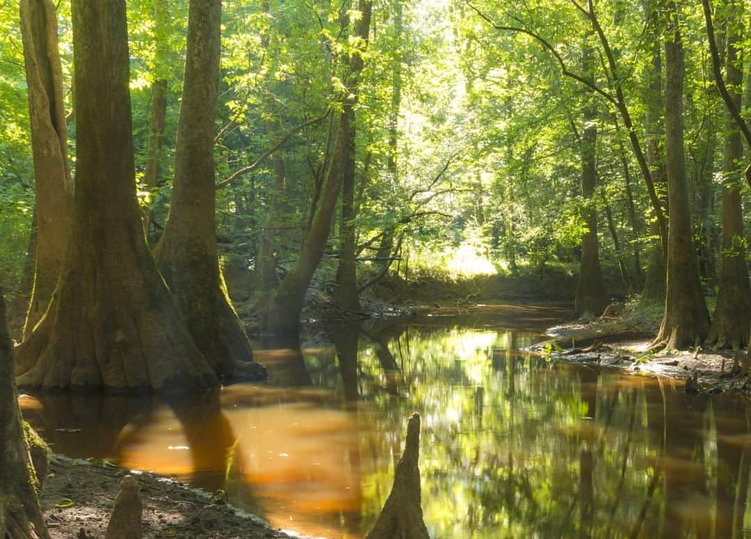 アメリカ内務省さんのインスタグラム写真 - (アメリカ内務省Instagram)「Water and trees dominate #Congaree #NationalPark in #SouthCarolina. Waters from the Congaree and Wateree #Rivers periodically sweep through the park’s floodplain, carrying nutrients and sediments that nourish this unique ecosystem. Forested #wetlands, oxbow lakes and slow moving creeks provide ample habitat for fish, birds, amphibians, reptiles, mammals, insects and other aquatic life. Despite all this life, when the water is still and the sunlight streams through the #cypress trees, it’s easy to find a peaceful solitude. Photo @CongareeNPS by Nathaniel Gonzales (www.sharetheexperience.org). #travel #FindYourPark #usinterior」5月18日 0時20分 - usinterior