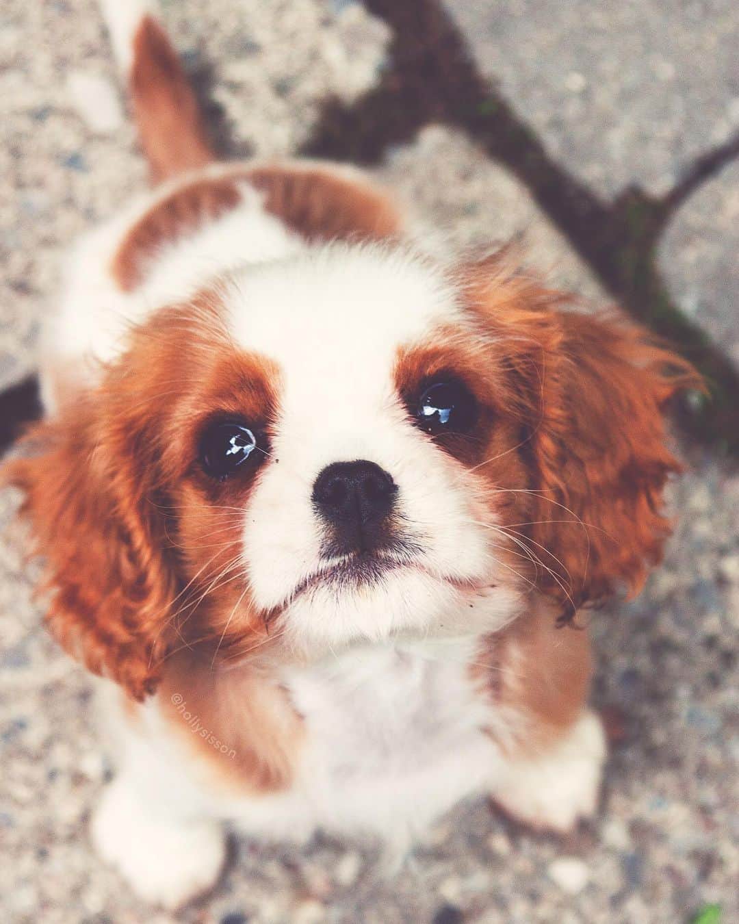 Holly Sissonのインスタグラム：「Yesterday was a sad day as we said goodbye to my mom’s dog, Simon. He was the sweetest dog, look how adorable he was as a puppy. ❤️🐶 He had many health issues, but lived almost 13 years, so a very full life! And even though he was in pain, (read more on @pitterpatterfurryfeet) he always offered a warm, tail wagging hello. He and Oliver were great buddies, they enjoyed getting treats together and going out for short walks (Simon couldn’t walk far). It’s always the hardest part of loving a pet, saying goodbye. Even at the end he was still wagging his tail, and giving kisses. The Rainbow Bridge got a very good boy. 🌈🐶❤️ #toronto #dog #rainbowbridge #rainbowbridge🌈 ~ Canon 1D X MkII + 70–200 f2.8L IS MkII @ f2.8 200mm (See my bio for full camera equipment information plus info on how I process my images. 😊)」