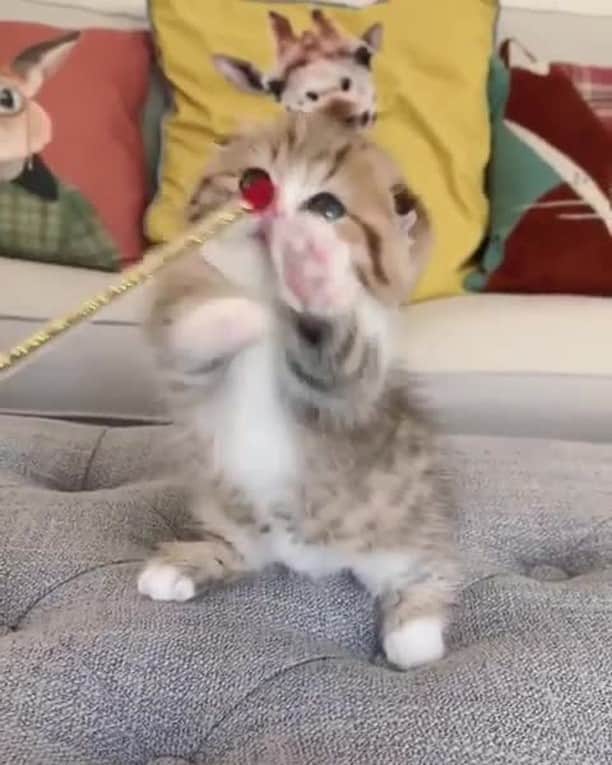 Aww Clubのインスタグラム